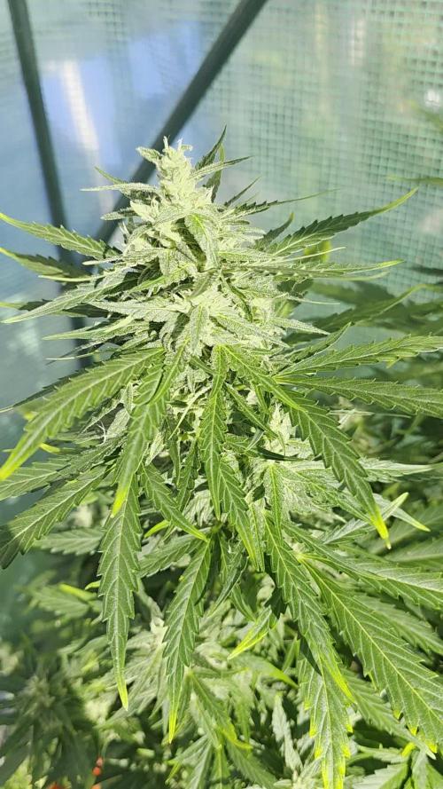 Gorilla Z Auto 🦍 🌈 Outdoor