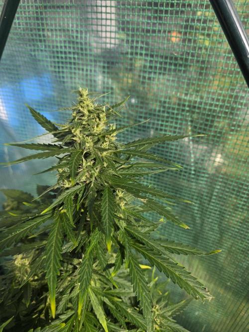Gorilla Z Auto 🦍 🌈 Outdoor. Week 10