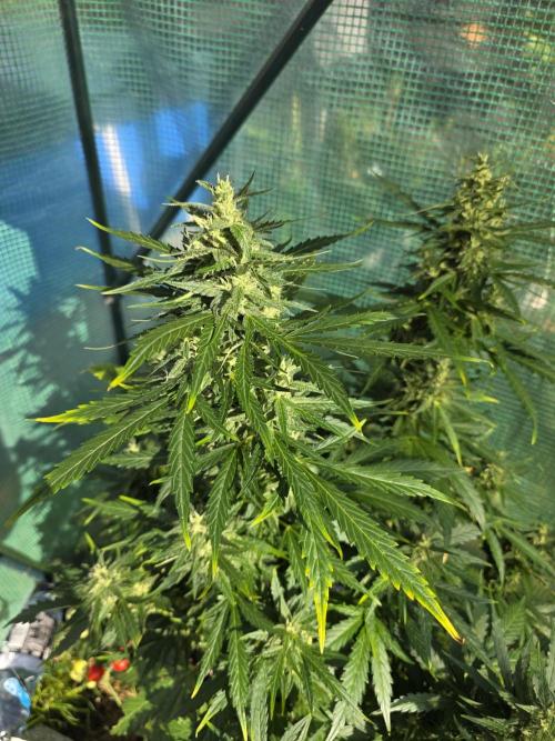 Gorilla Z Auto 🦍 🌈 Outdoor. Week 10
