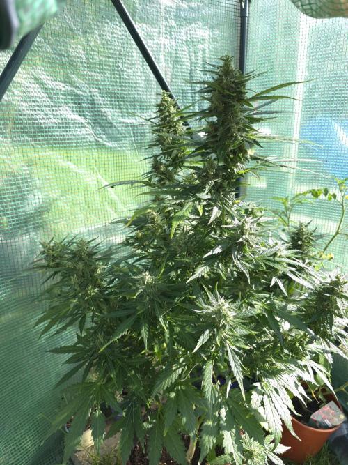 Gorilla Z Auto 🦍 🌈 Outdoor. Week 10