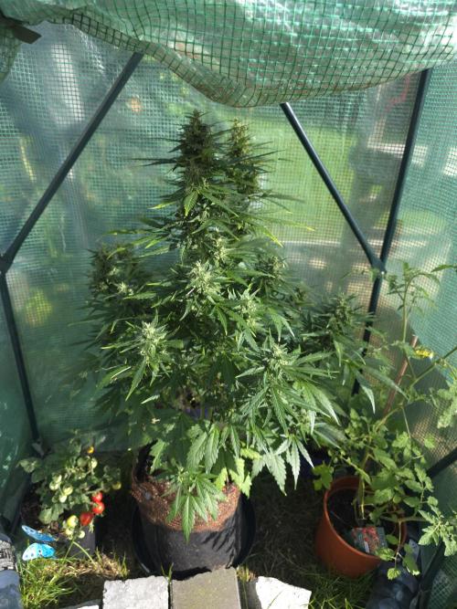 Gorilla Z Auto. Week 10