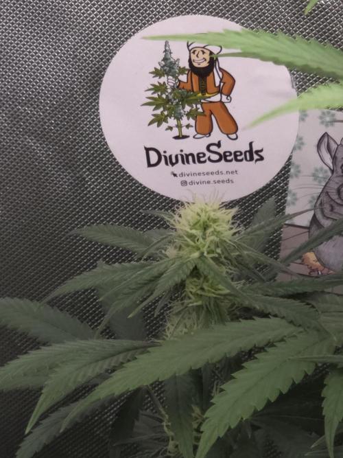 Buds instead of Bullets! AK-47 XL Divine. Week 10