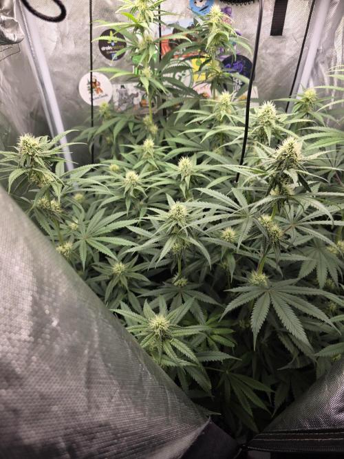 Buds instead of Bullets! AK-47 XL Divine. Week 10