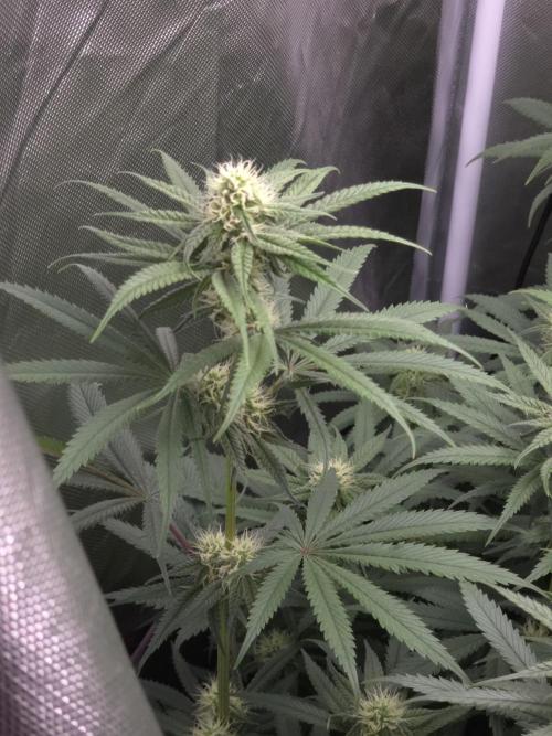 Buds instead of Bullets! AK-47 XL Divine. Week 10