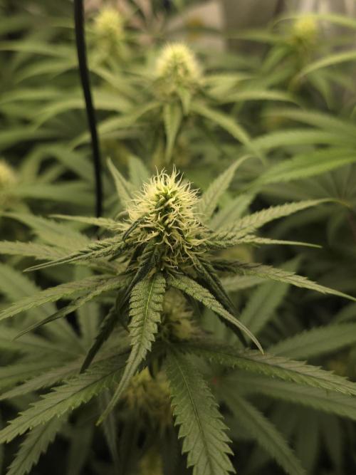 Buds instead of Bullets! AK-47 XL Divine. Week 10