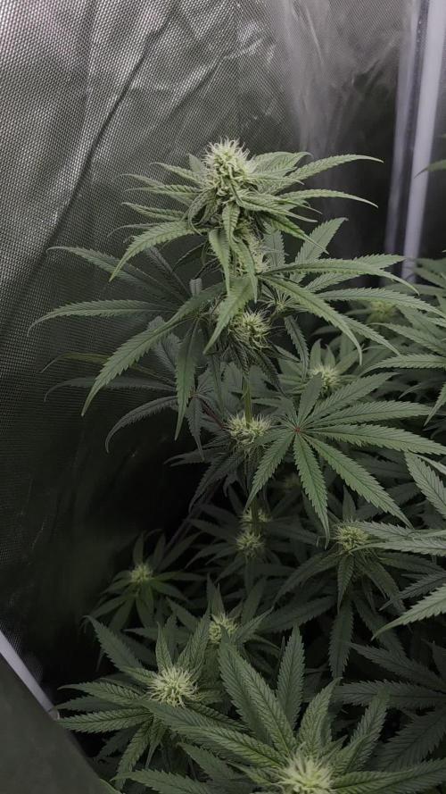 Buds instead of Bullets! AK-47 XL Divine