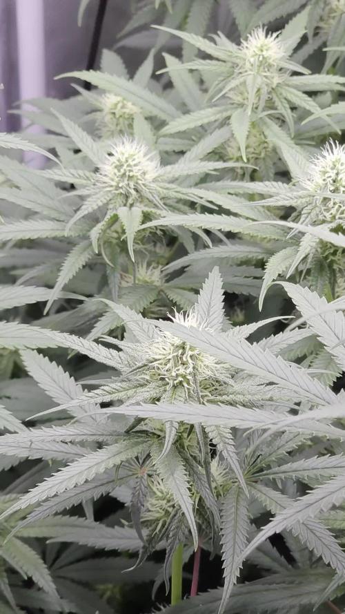 The Big Bang 💥 Divine Seeds 🇨🇦