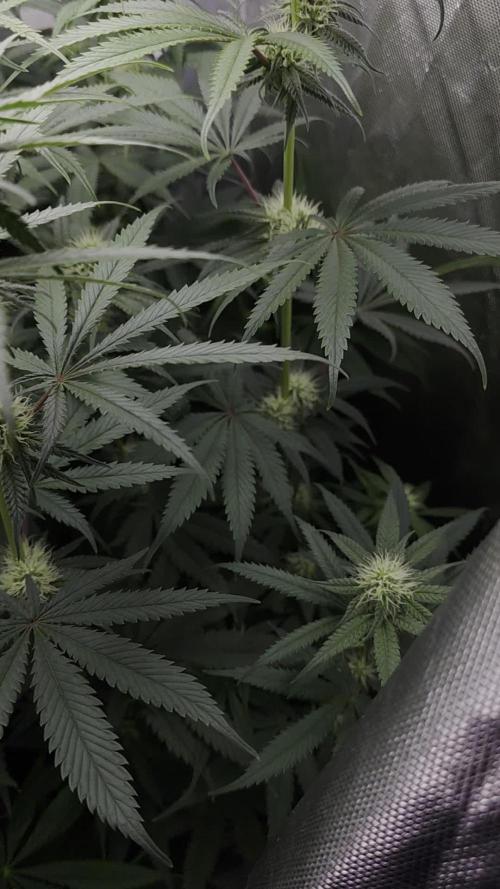 The Big Bang 💥 Divine Seeds 🇨🇦