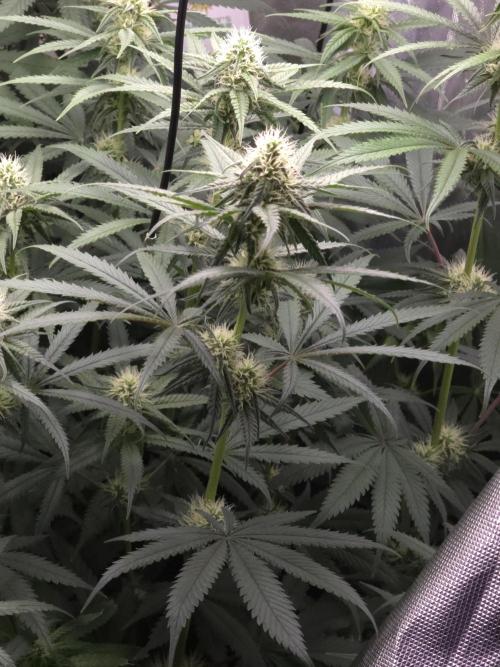 Pure Tent Lite 60x60x160. Week 10