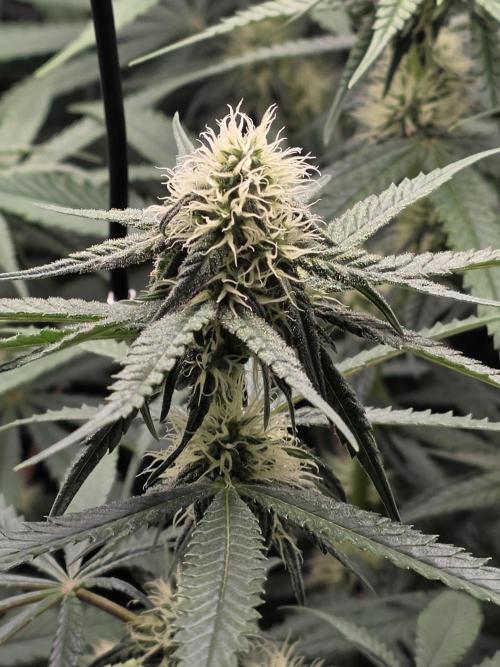 The Big Bang 💥 Divine Seeds 🇨🇦. Week 10