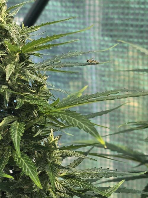 Gorilla Z Auto. Week 10