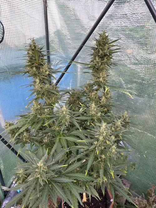 Gorilla Z Auto 🦍 🌈 Outdoor. Week 11