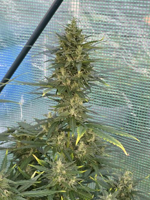Gorilla Z Auto 🦍 🌈 Outdoor. Week 11