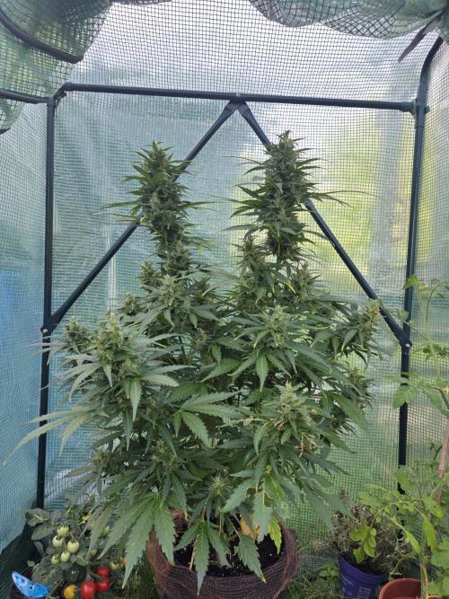 Gorilla Z Auto 🦍 🌈 Outdoor. Week 11