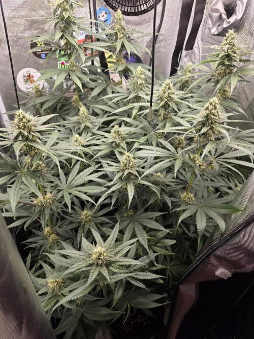 Buds instead of Bullets! AK-47 XL Divine. Week 11