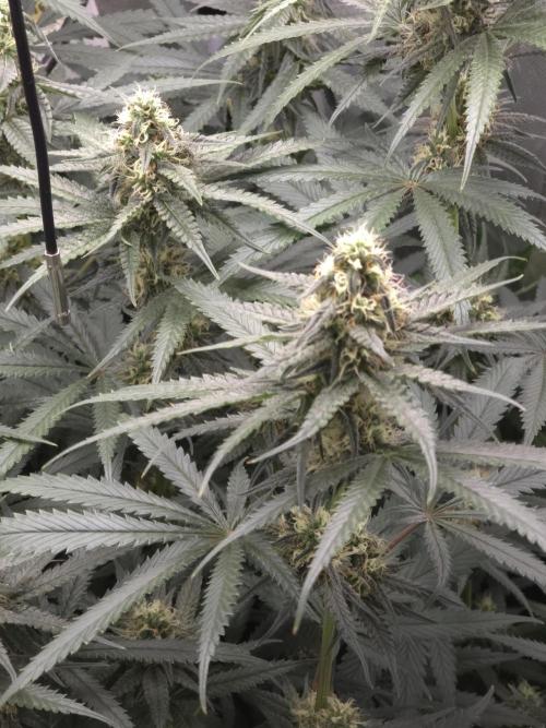 Buds instead of Bullets! AK-47 XL Divine. Week 11