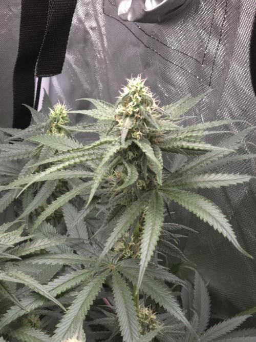 Buds instead of Bullets! AK-47 XL Divine. Week 11