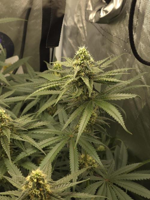 Buds instead of Bullets! AK-47 XL Divine. Week 11