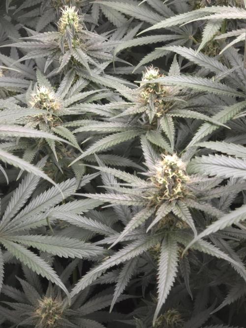 Buds instead of Bullets! AK-47 XL Divine. Week 11