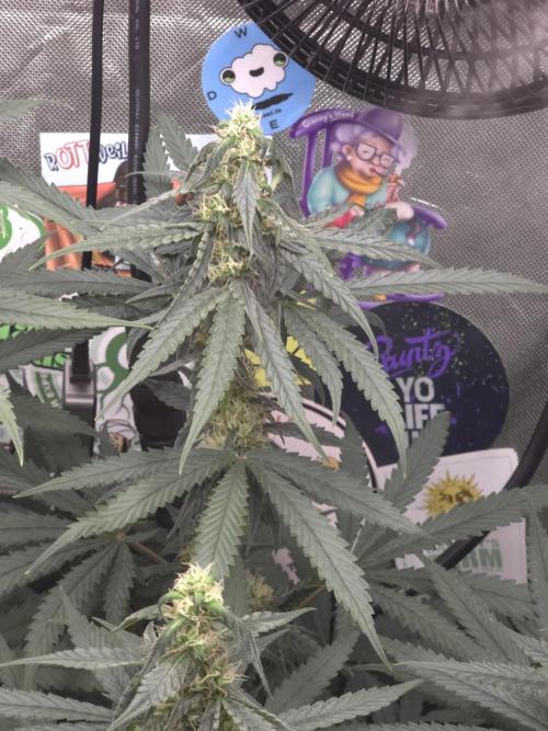 The Big Bang 💥 Divine Seeds 🇨🇦. Week 11