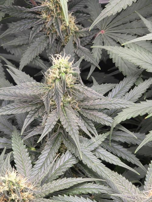 The Big Bang 💥 Divine Seeds 🇨🇦. Week 11