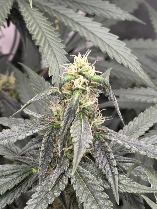 The Big Bang 💥 Divine Seeds 🇨🇦. Week 11