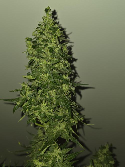 Gorilla Z Auto 🦍 🌈 Outdoor. Week 12
