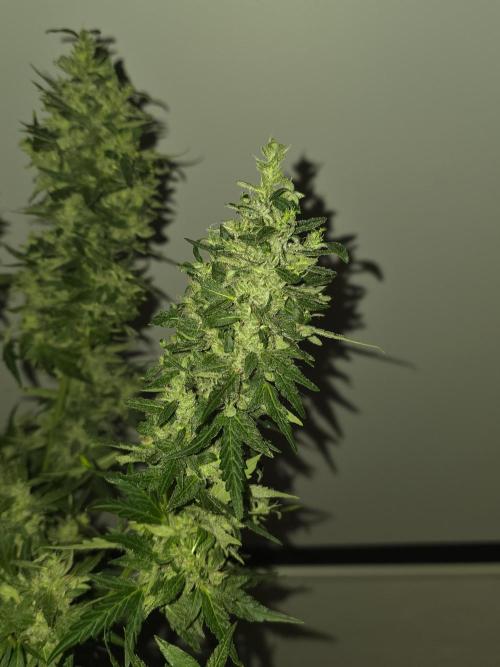 Gorilla Z Auto 🦍 🌈 Outdoor. Week 12