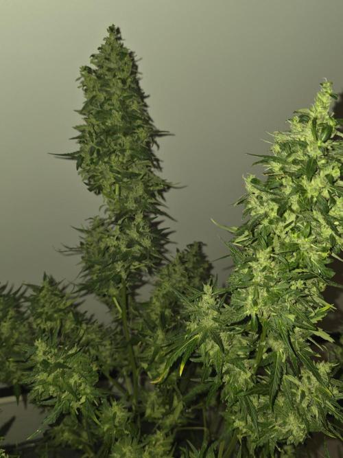 Gorilla Z Auto 🦍 🌈 Outdoor. Week 12