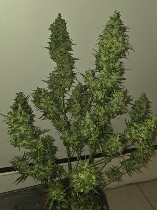 Gorilla Z Auto 🦍 🌈 Outdoor. Week 12