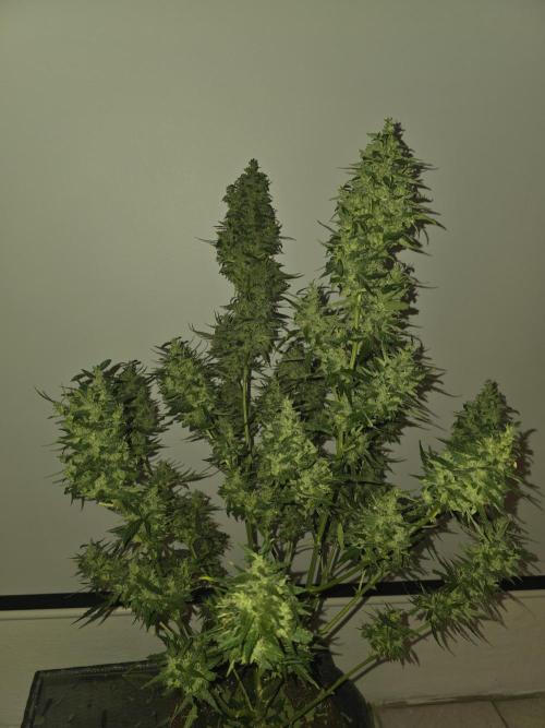 Gorilla Z Auto. Week 12