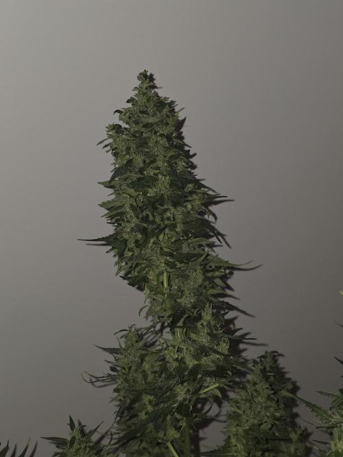 Gorilla Z Auto 🦍 🌈 Outdoor. Week 12