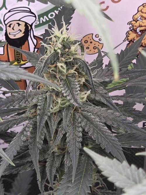 The Big Bang 💥 Divine Seeds 🇨🇦. Week 12