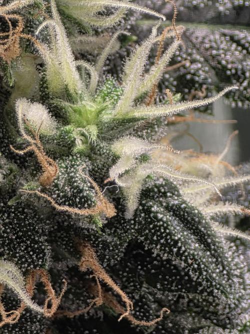 The Big Bang 💥 Divine Seeds 🇨🇦. Week 12