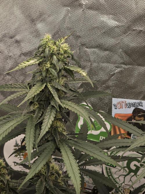 The Big Bang 💥 Divine Seeds 🇨🇦. Week 12