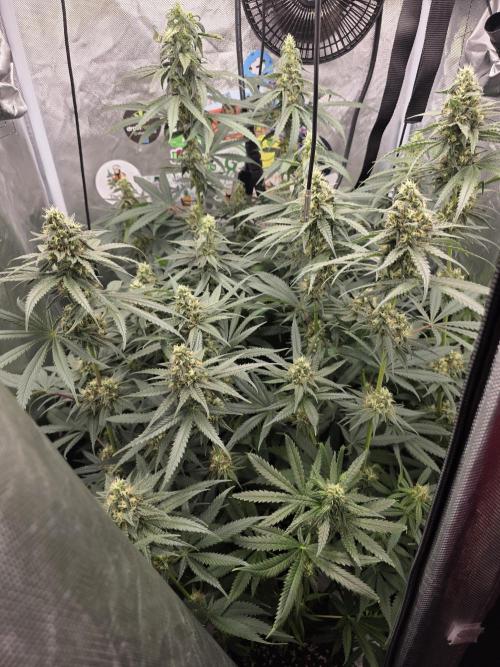 The Big Bang 💥 Divine Seeds 🇨🇦. Week 12