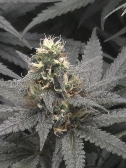 Pure Tent Lite 60x60x160. Week 12