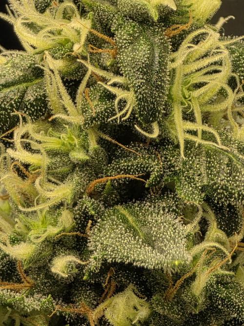 Buds instead of Bullets! AK-47 XL Divine. Week 12