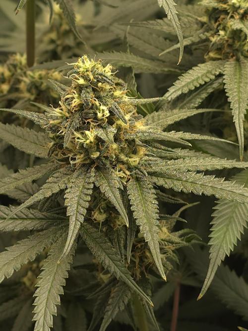 Buds instead of Bullets! AK-47 XL Divine. Week 12