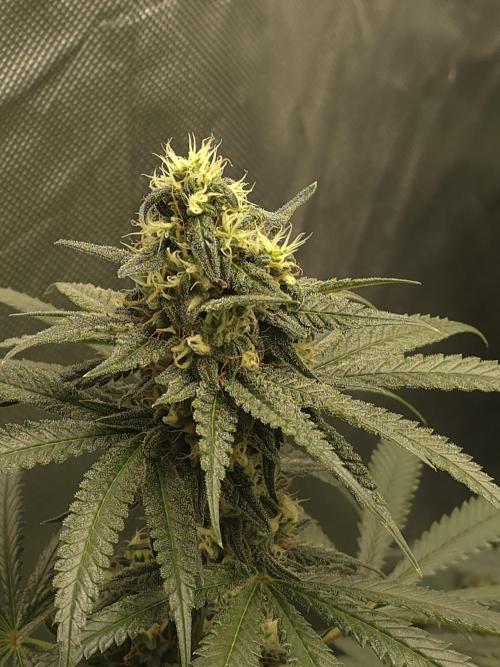 Buds instead of Bullets! AK-47 XL Divine. Week 12