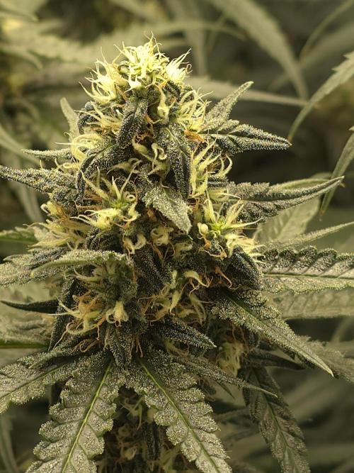 Buds instead of Bullets! AK-47 XL Divine. Week 12
