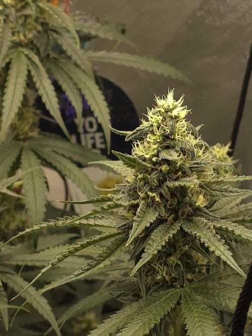 Buds instead of Bullets! AK-47 XL Divine. Week 12