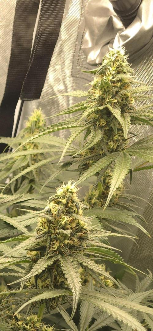 Buds instead of Bullets! AK-47 XL Divine. Week 12