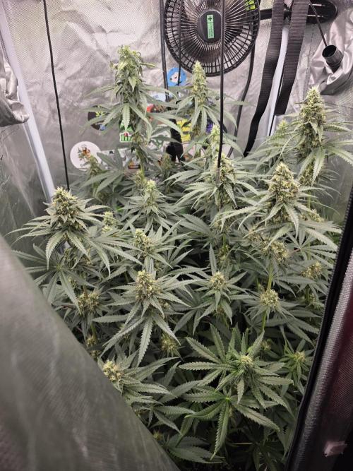 Buds instead of Bullets! AK-47 XL Divine. Week 12