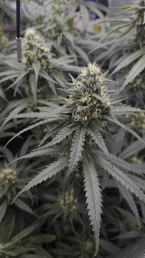 AK 47 XL. Week 12