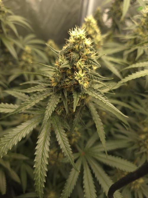 Buds instead of Bullets! AK-47 XL Divine. Week 13