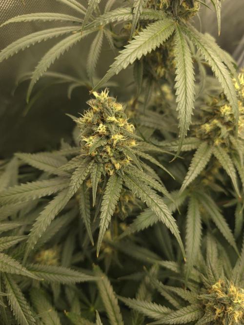 Buds instead of Bullets! AK-47 XL Divine. Week 13