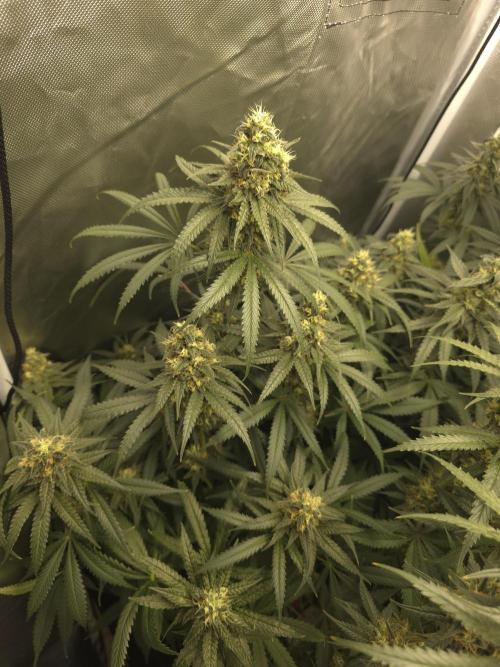 Buds instead of Bullets! AK-47 XL Divine. Week 13