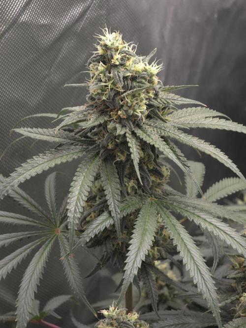 Buds instead of Bullets! AK-47 XL Divine. Week 13