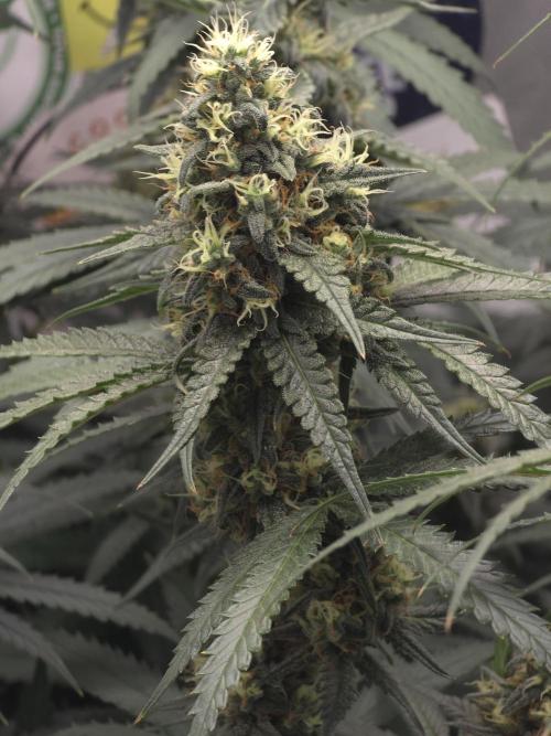 Buds instead of Bullets! AK-47 XL Divine. Week 13